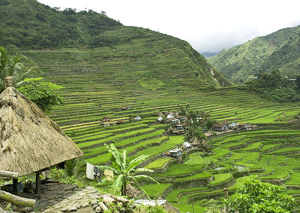 Banaue Rice Terrace-Ifugao province of the Philippines